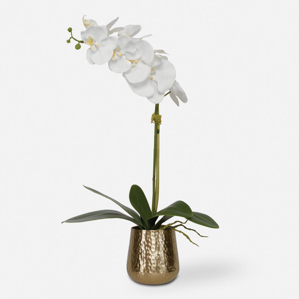 Cami Orchid With Brass Pot